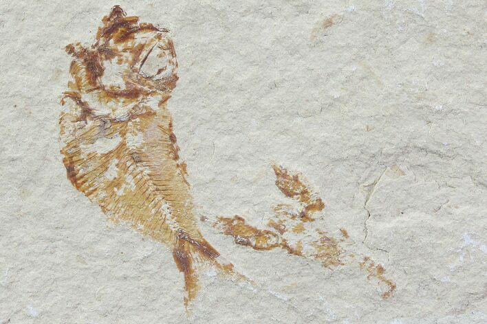 Cretaceous Fossil Fish (Armigatus) & Lobster - Lebanon #77124